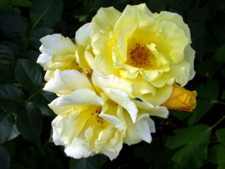 gallery_276_1644_69796.jpg