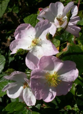 gallery_276_1644_86150.jpg