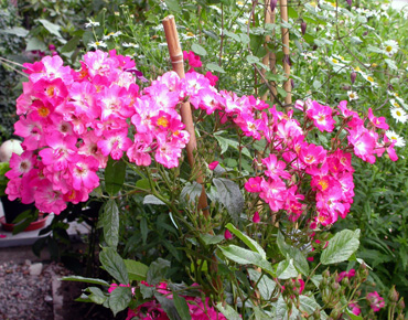 gallery_276_1649_66960.jpg