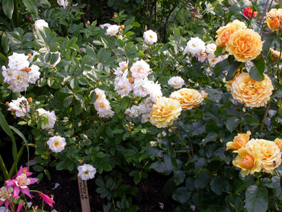 gallery_276_1649_84122.jpg