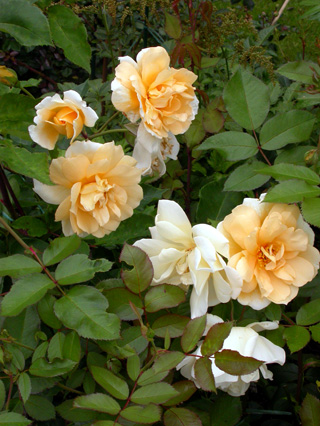 gallery_276_1649_8425.jpg
