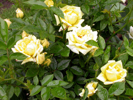 gallery_276_1652_85447.jpg