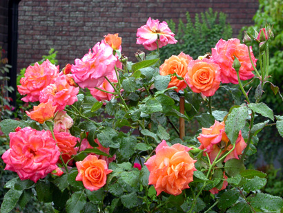 gallery_276_1652_90961.jpg