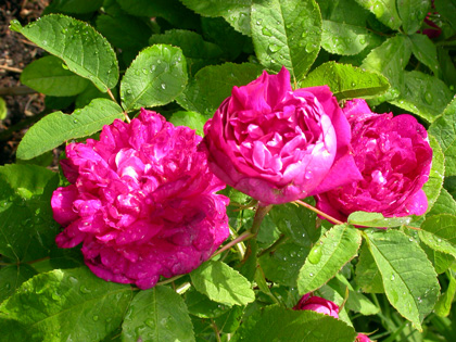 gallery_276_1653_847.jpg