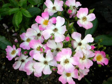 gallery_276_1649_19325.jpg