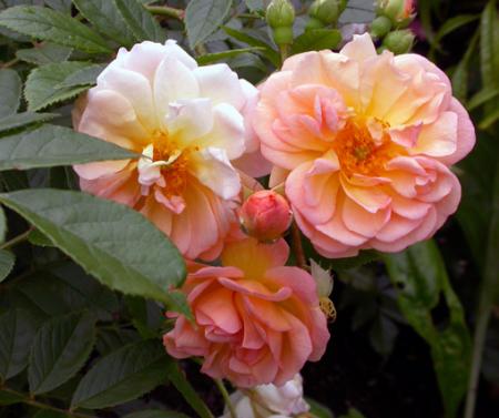 gallery_276_1649_38987.jpg