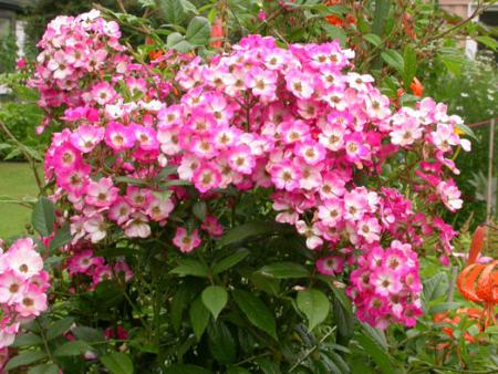gallery_276_1649_52892.jpg