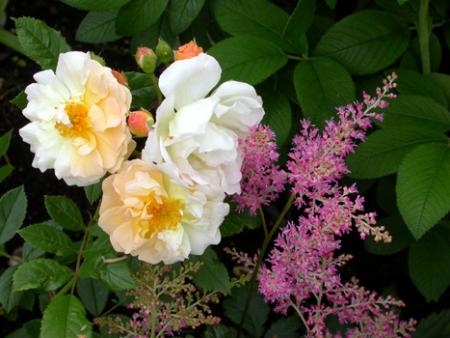 gallery_276_1649_78305.jpg
