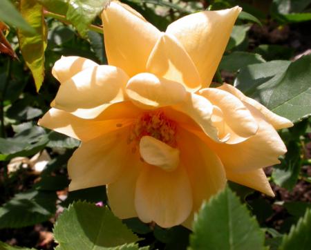 gallery_276_1649_81664.jpg