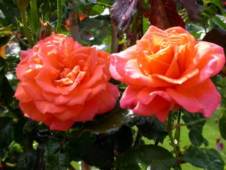 gallery_276_1652_79875.jpg