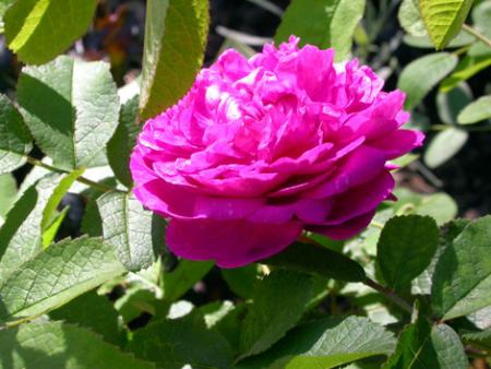 gallery_276_1653_29223.jpg