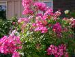 tn_gallery_276_1649_72264.jpg