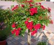 tn_gallery_276_1652_22962.jpg