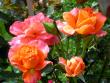 tn_gallery_276_1652_73355.jpg