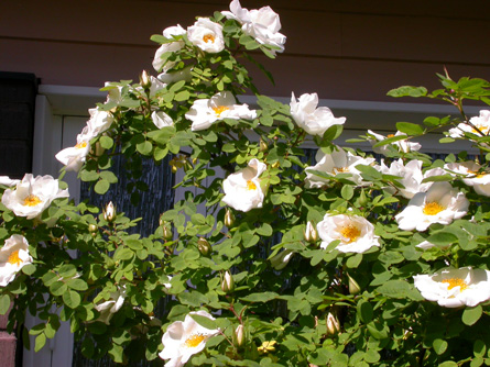 gallery_276_1651_34955.jpg