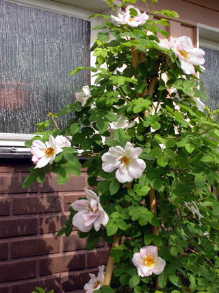 gallery_276_1651_71283.jpg