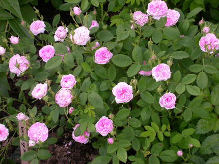 gallery_276_1660_17460.jpg