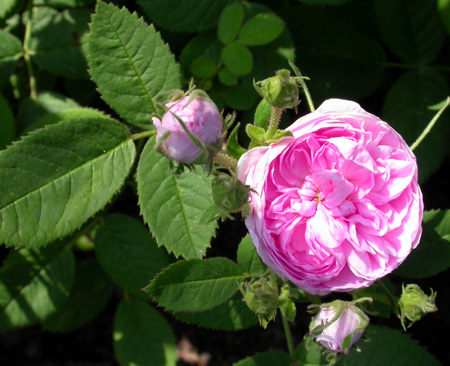 gallery_276_1660_45634.jpg