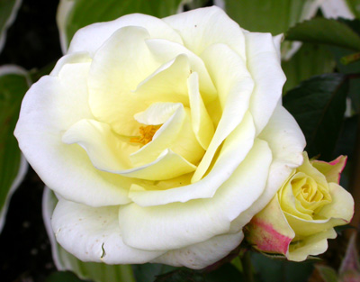 gallery_276_1662_5500.jpg