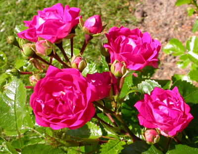 gallery_276_1662_61502.jpg