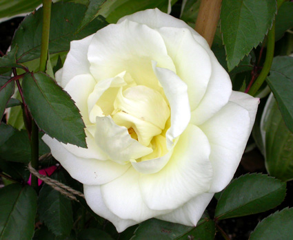 gallery_276_1662_7550.jpg