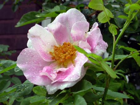 gallery_276_1651_6613.jpg