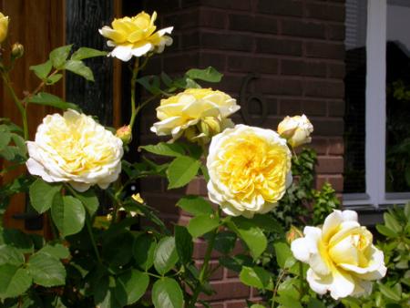 gallery_276_1652_23863.jpg