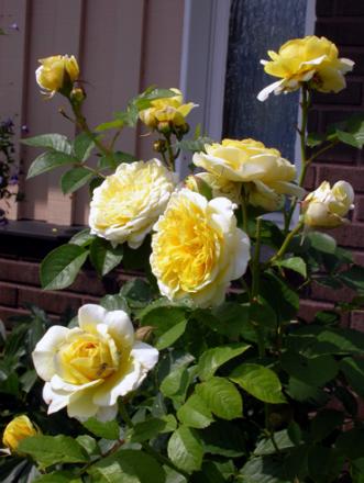 gallery_276_1652_28035.jpg