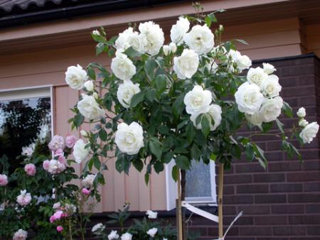 gallery_276_1652_56911.jpg