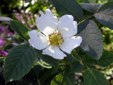 gallery_276_1659_47430.jpg