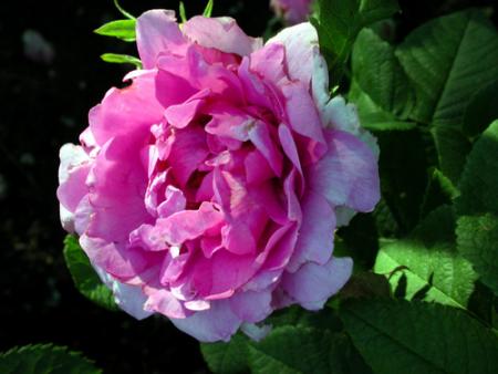 gallery_276_1663_59076.jpg