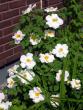 tn_gallery_276_1651_17612.jpg