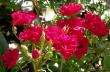 tn_gallery_276_1662_23633.jpg