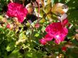 tn_gallery_276_1662_77489.jpg