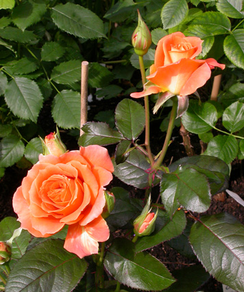 gallery_276_1648_20715.jpg