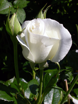 gallery_276_1648_31010.jpg