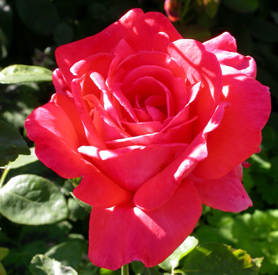 gallery_276_1648_62572.jpg