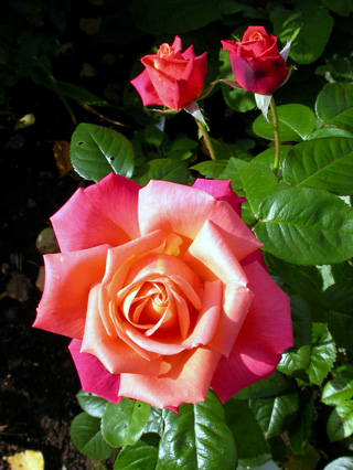 gallery_276_1648_67738.jpg