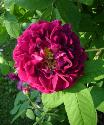 gallery_2985_1337_6922.jpg
