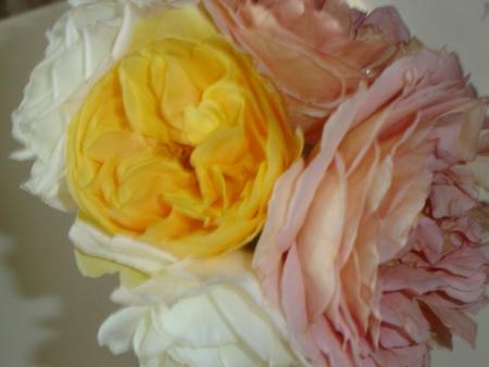 gallery_11241_963_25473.jpg