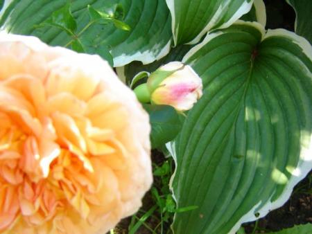 gallery_11241_963_25642.jpg
