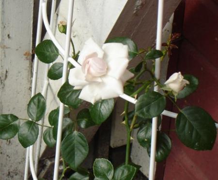 gallery_11241_963_34742.jpg