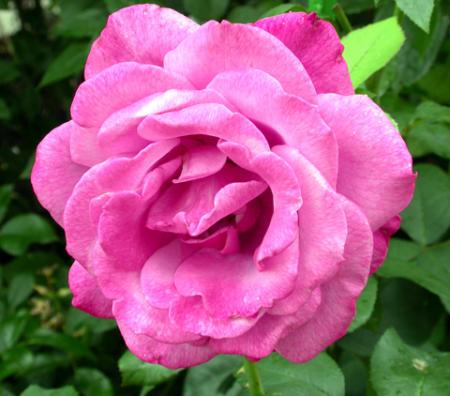 gallery_276_1648_28721.jpg