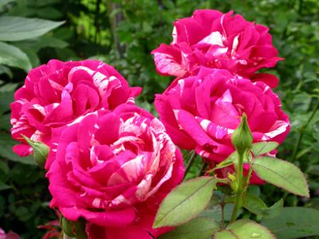 gallery_276_1648_29642.jpg