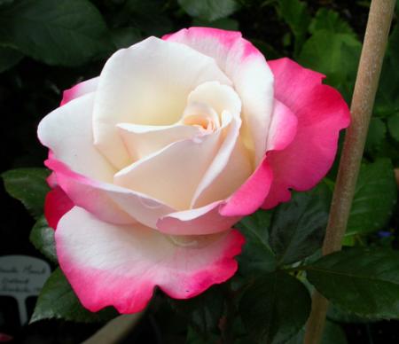 gallery_276_1648_31880.jpg