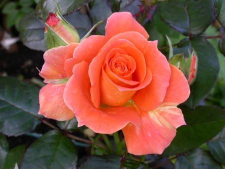 gallery_276_1648_47680.jpg
