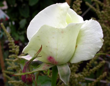 gallery_276_1648_50245.jpg