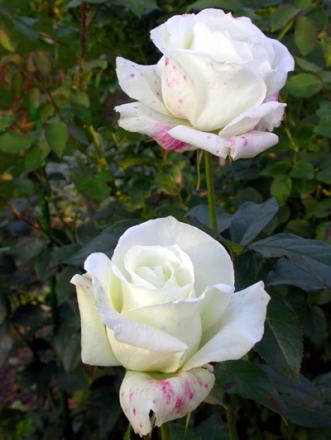 gallery_276_1648_76791.jpg