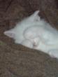 tn_gallery_11241_1666_10636.jpg