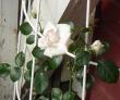 tn_gallery_11241_963_34742.jpg